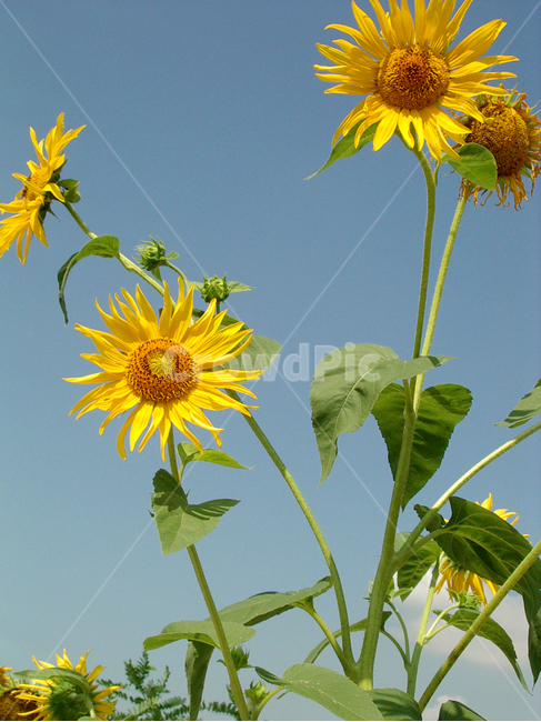 해바라기,꽃,하늘,sunflower,sky,flower,flora,bloom,감성,여름,summer,자연,식물,식물,자연,plants,nature,꽃,flower
