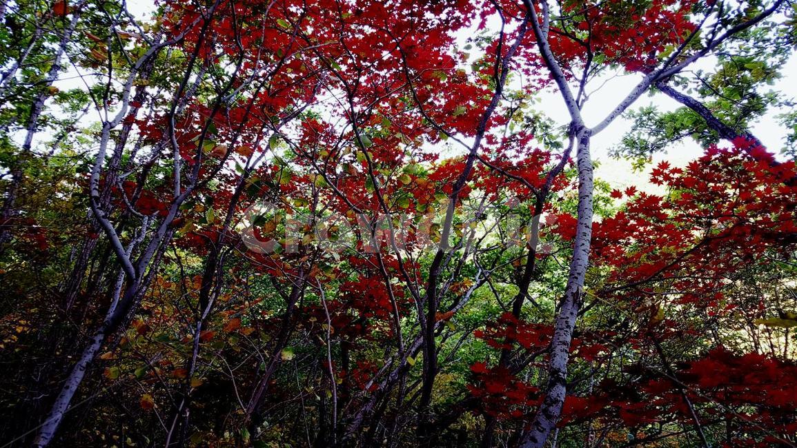 가을,단풍,녹색,빨강,햇빛,가을,계절,fall,autumn,season,leaf,잎,plant,식물,tree,나무