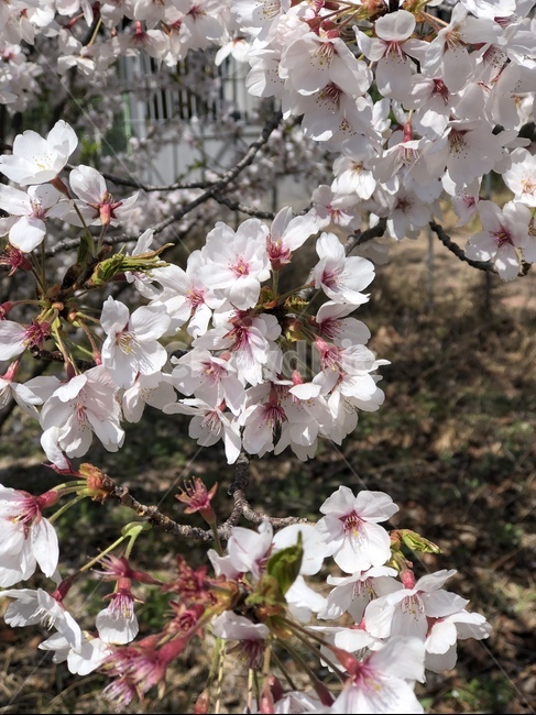 plant,식물,flower,꽃,벚꽃,blossom,봄,식물,자연,plants,nature,꽃,flower
