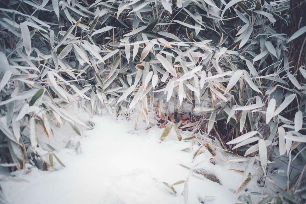 자연,얼음,눈,snow,겨울,겨울,계절,winter,season