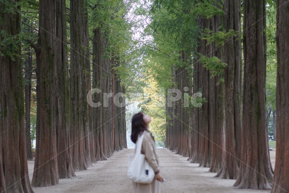 인물,사람,옥외,메타세콰이어,outdoors,garden,남이섬,여자,가을,사람,인물,인간,human,person,여성,여자,woman,female,lady,여행,휴가,traveling,vacation,trip