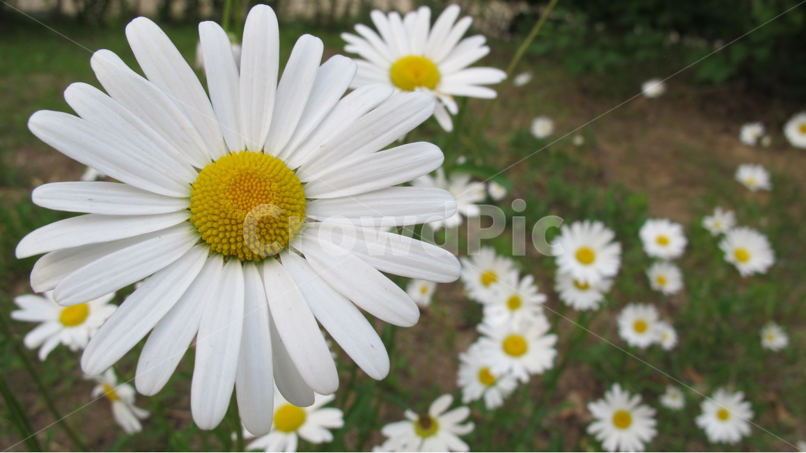 꽃,flowers,nature,자연,들꽃,식물,식물,자연,plants,nature,꽃,flower