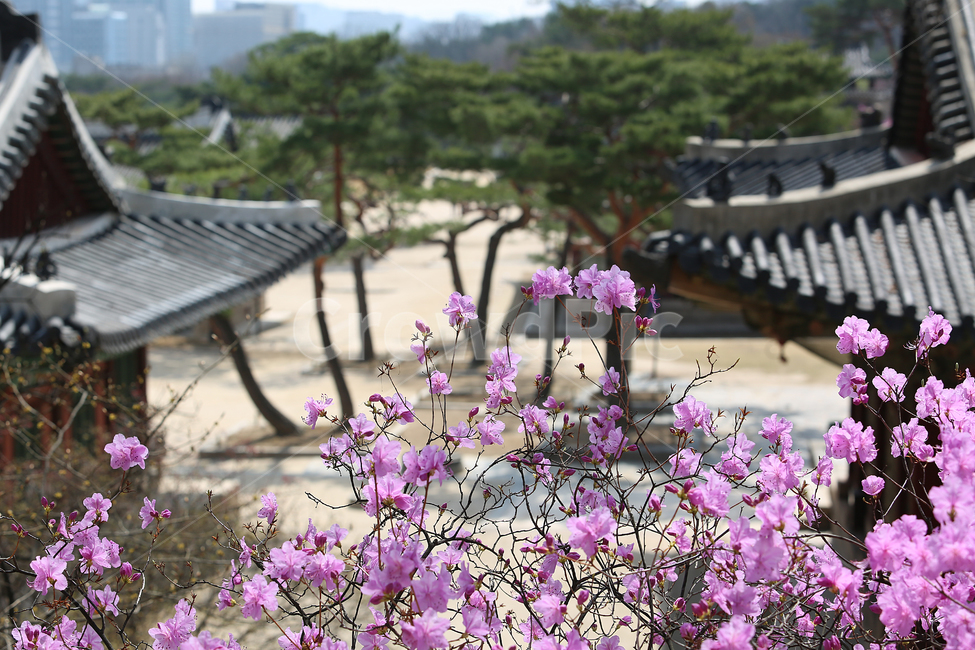 궁,봄,palace,spring,flower,꽃,창경궁,봄,계절,spring,season,한국전통,한국문화,korean traditional,korean culture,랜드마크,landmark,tourist attraction,한국랜드마크,한국관광지,한국명소,korea landmark,korea tourist attraction,식물,자연,plants,nature,꽃,flower