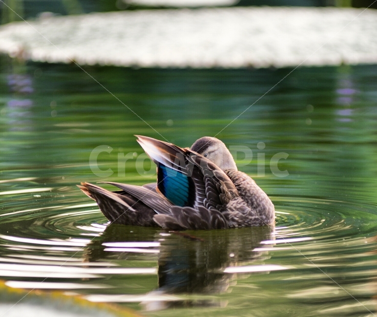 동물,오리,자연,궁남지,부여,동물,animal,조류,새,birds