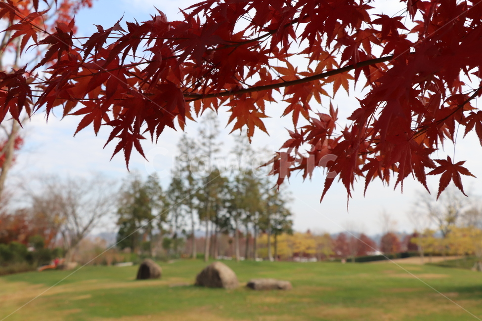 leaf,잎,plant,식물,tree,나무,maple,단풍,가을,계절,fall,autumn,season,식물,자연,plants,nature