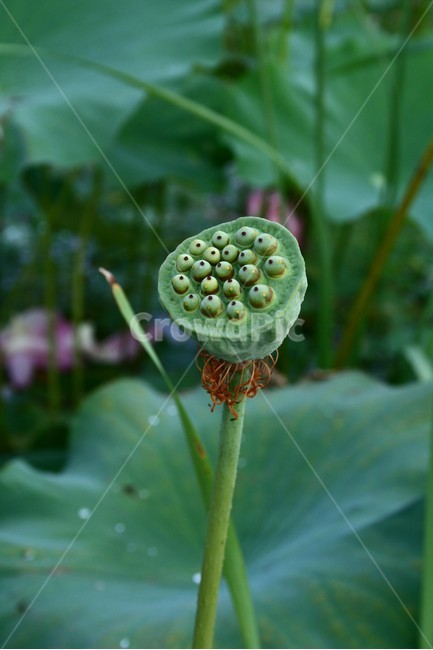 연꽃,연꽃씨,연자,연자방,연자육,수련과,수생식물,식물,자연,plants,nature
