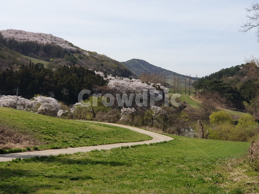 벚꽃,초원,봄,초록,풍경,용비지,봄,계절,spring,season,자연,풍경,nature,landscape,outdoors,옥외,slope,경사,road,도로