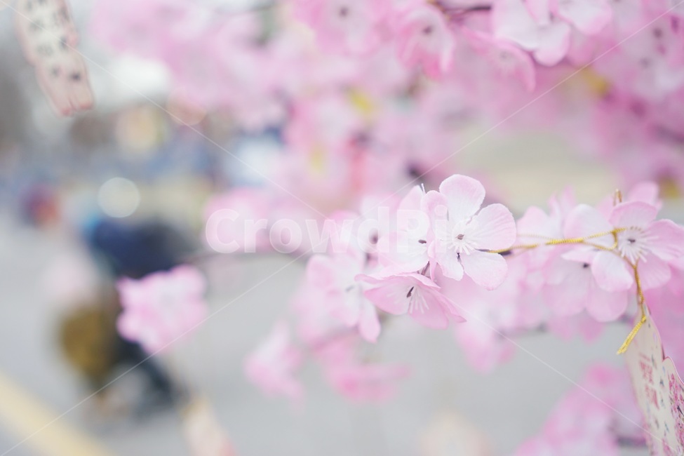 벚꽃,봄,감성,빈티지,봄이미지,풍경,자연,파스텔,사쿠라,벚꽃축제,flowers,계절,분홍,분홍색,pink,감성사진,나들이,봄나들이,벚꽃구경,아웃포커싱,spring,식물,아름다운,꽃축제,배경,바탕,연분홍색,핑크색,우아한,beautiful,예쁜,화려한,가든,정원,garden,season,plants,nature,꽃,힐링,healing,배경흐림,휴식,사람없음,따뜻한