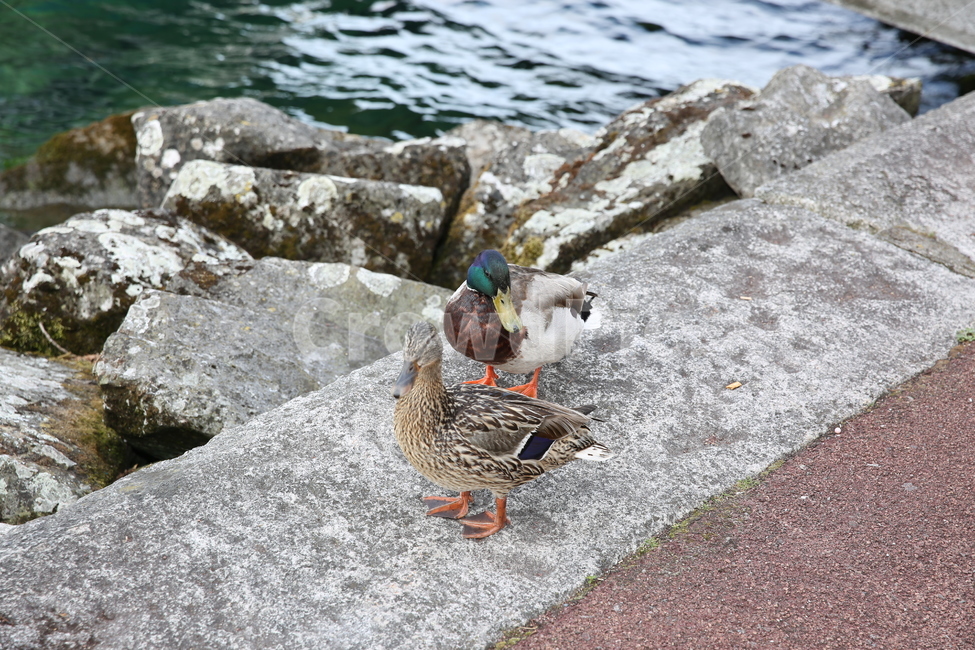 animal,waterfowl,동물,물새,bird,mallard,새,duck,오리,청둥오리,lake,스위스,레만호수,거위,goose,동물,animal,조류,새,birds