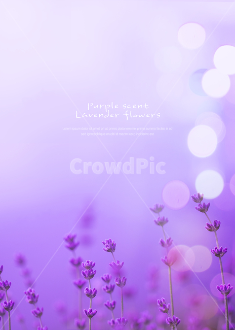 풍경,경치,여름,꽃,라벤더,보라,식물,자연,plants,nature,꽃,flower,감성,sensible,feeling,그래픽,일러스트레이션,graphic,illustration