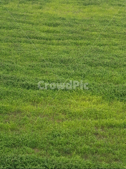 잔디,식물,grass,초록,녹색,녹음,푸르다