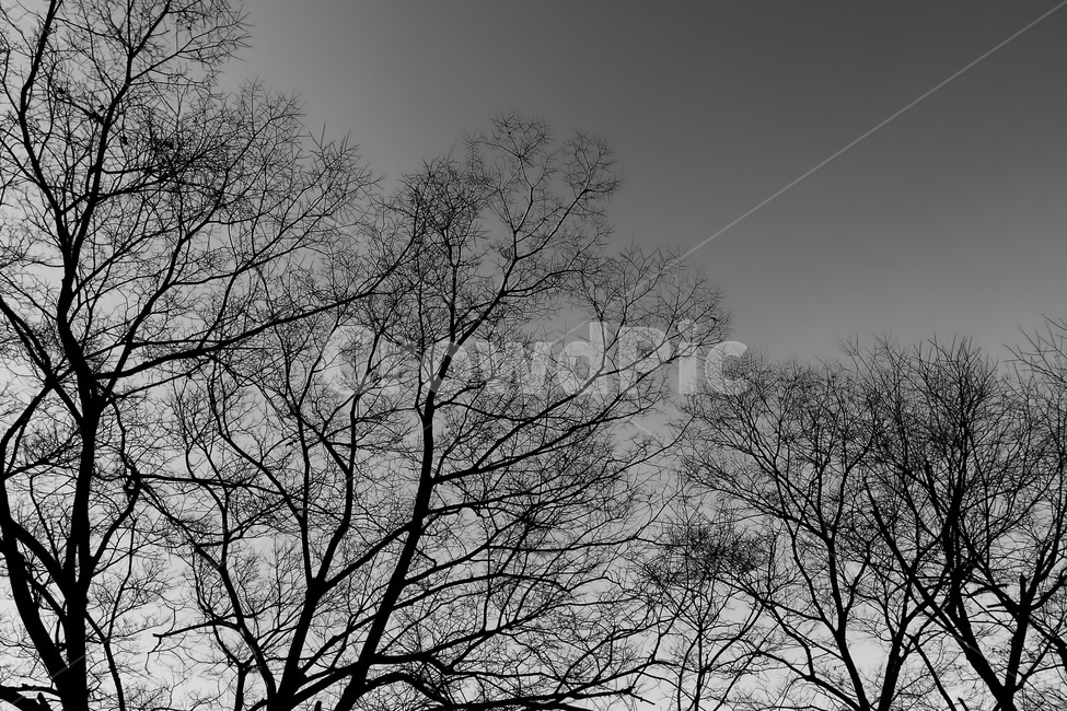 흑백,모노톤,나무,겨울,앙상한가지,하늘,식물,흑백사진,잔가지,가지,branch,monotone,season,winter,sky,cold,식물,자연,plants,nature,흑백,모노톤,monochrome,black and white