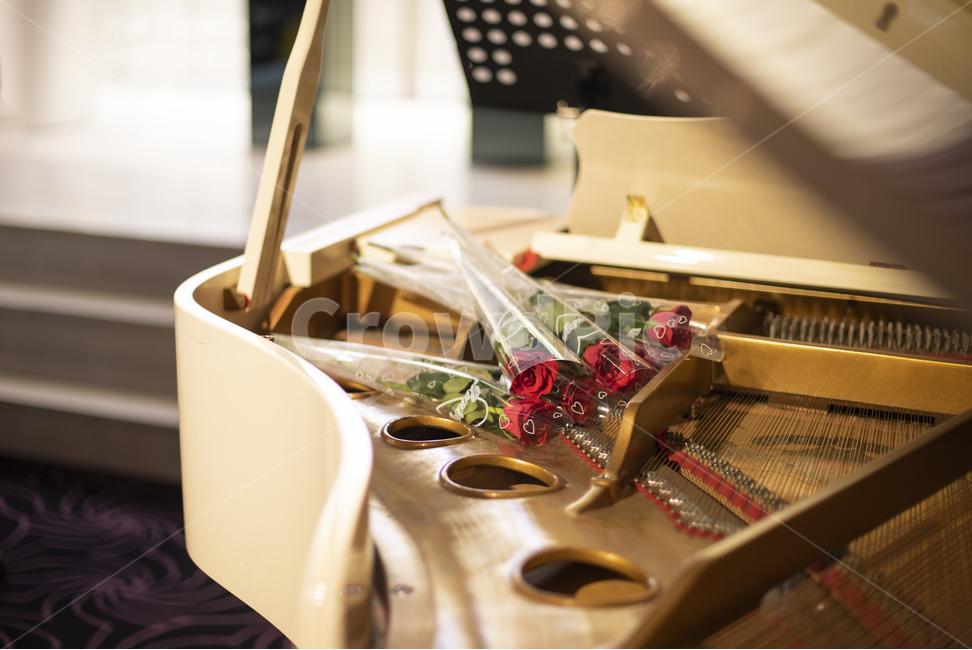 결혼식사진,본식사진,피아노,장미꽃,결혼식,웨딩,웨딩사진,웨딩피아노,piano,rose,red,감성사진,감성,결혼,wedding,weddingpic,꽃다발,장미,꽃,flower,결혼,혼례,웨딩,wedding,marriage,marry,악기,음향기기,musical instrument,musical equipment