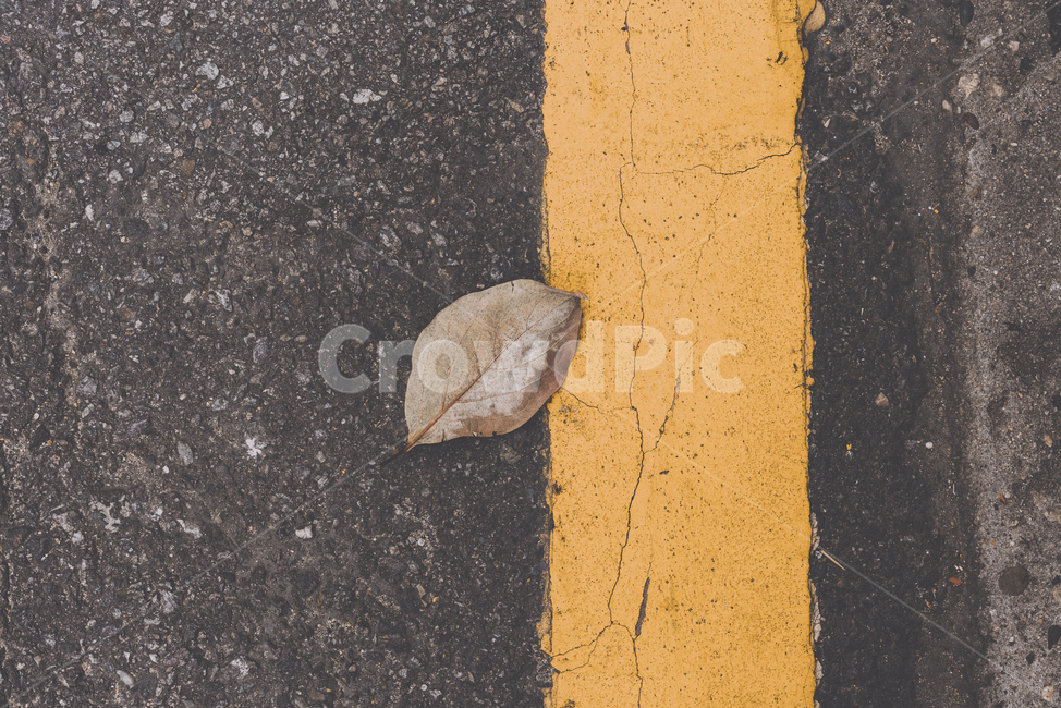 낙엽,쓸쓸함,도로,감성,가을,fall,가을,계절,fall,autumn,season,asphalt,아스팔트,plant,식물,leaf,잎