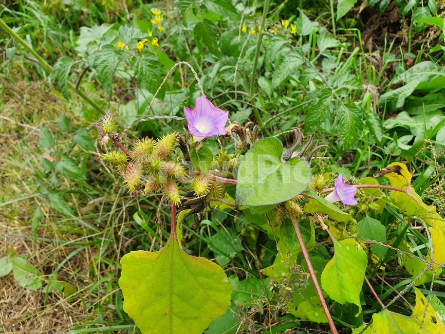 plant,flower,식물,꽃,blossom,나팔꽃,보라색,식물,자연,plants,nature