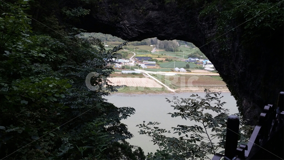 plant,tree,nature,옥외,outdoors,자연,단양,유명지,나무,하늘,구름,동굴숲,나무숲,식물,식물원