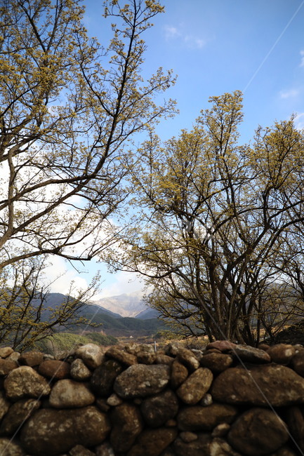 봄,산수유,자연,풍경,꽃,시골,길,산,계곡,봄,계절,spring,season,자연,풍경,nature,landscape,한국자연풍경,한국자연경관,korea nature landscape,plant,식물,tree,나무,ground,바닥,rubble,파편,tree trunk,나무 줄기