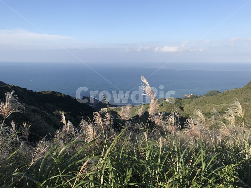 갈대,바다,언덕,대만,타이완,진과스,경치,reed,sea,hill,taiwan,jinguashi,자연,풍경,nature,landscape,grass,잔디,plant,식물,lawn