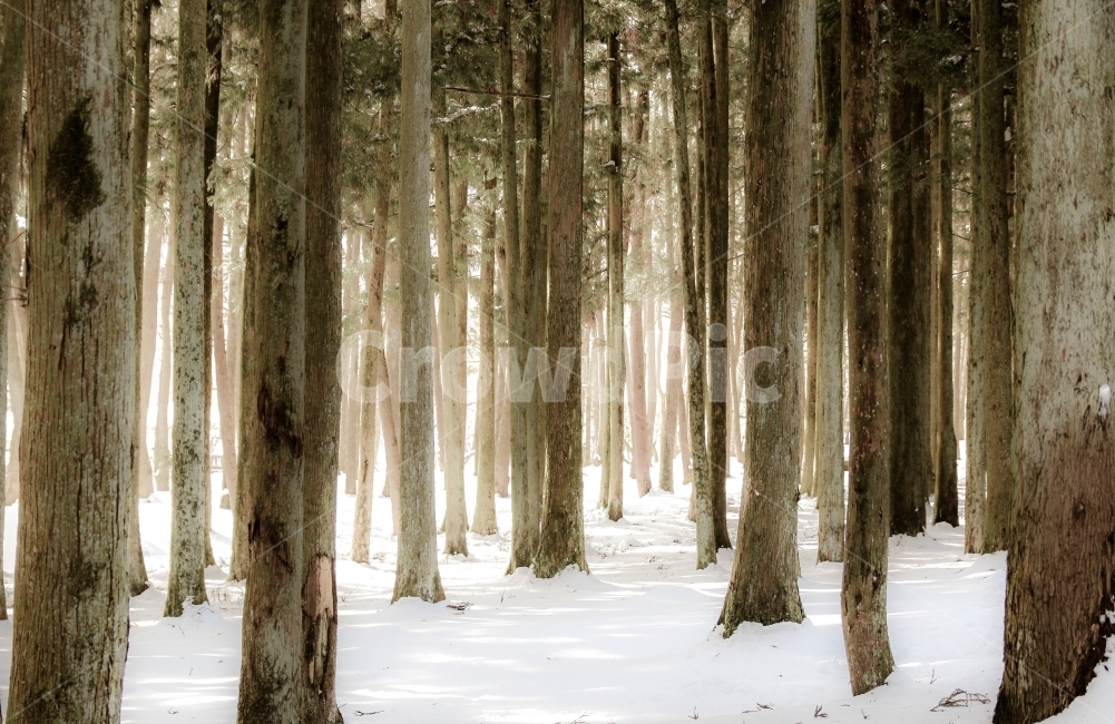 제주도,숲길,색감,감성,눈밭,겨울,계절,winter,season,자연,풍경,nature,landscape,식물,plants,나무,trees,wood,tree,plant,tree trunk,나무 줄기