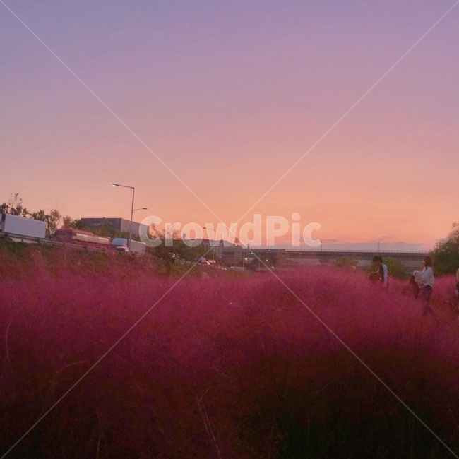 핑크뮬리,노을,가을하늘,가을,핑크,해질녘,갈대밭,하늘,식물,잔디,자연,plant,grass,nature,pink