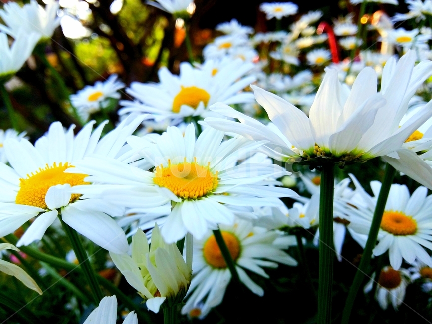 꽃,식물,풀,하얀,자연,식물,자연,plants,nature,꽃,flower