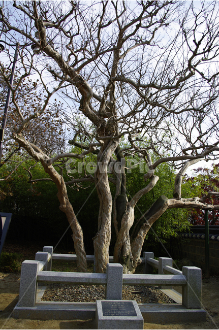 나무,tree,식물,plants,nature,식물,자연,plants,nature,나무,trees,wood