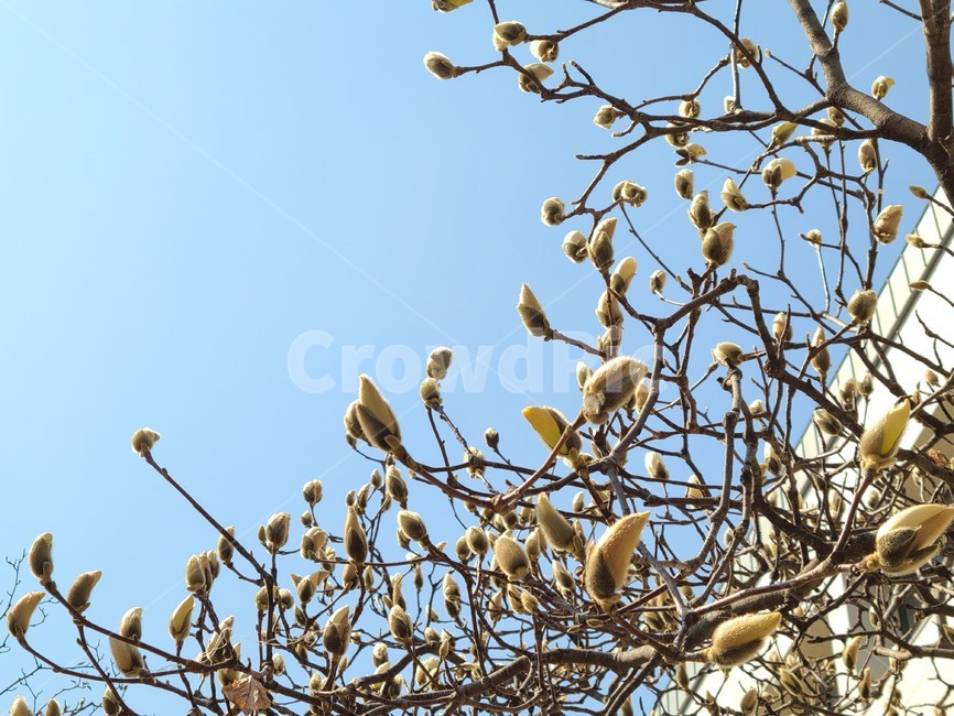 sky,magnolia,flower bud,plant