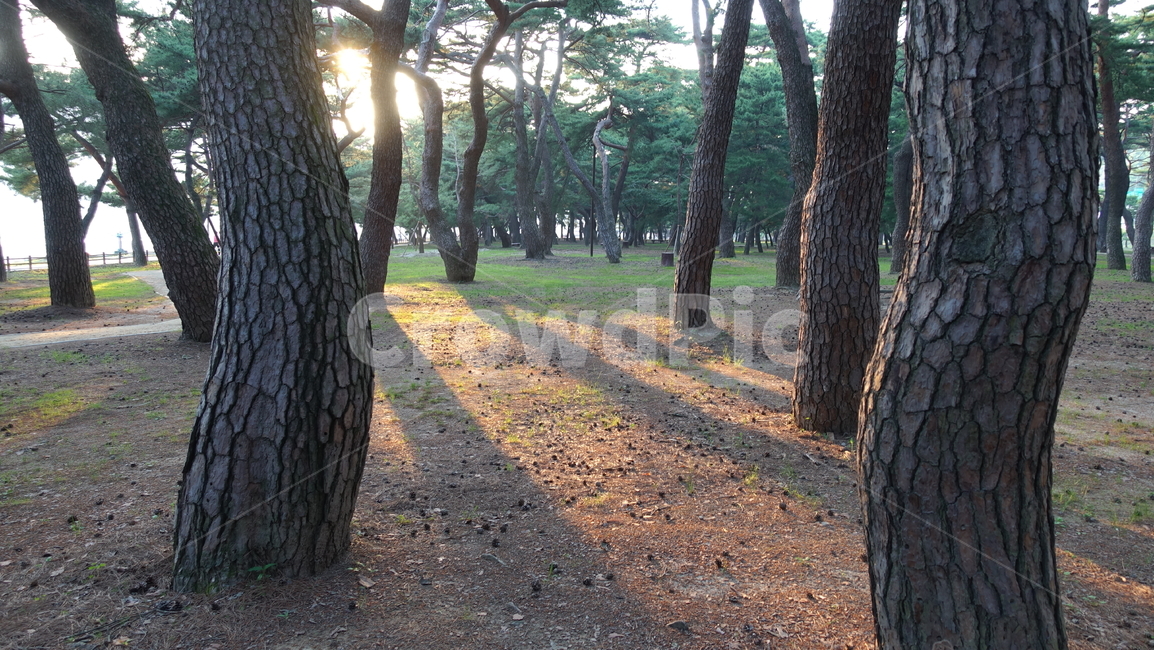 나무,숲,forest,tree,소나무,pinetree,nature,자연,green,초록,햇빛,석양,dusk,노을,light,sunshine,나무그림자,빛,하동,송림