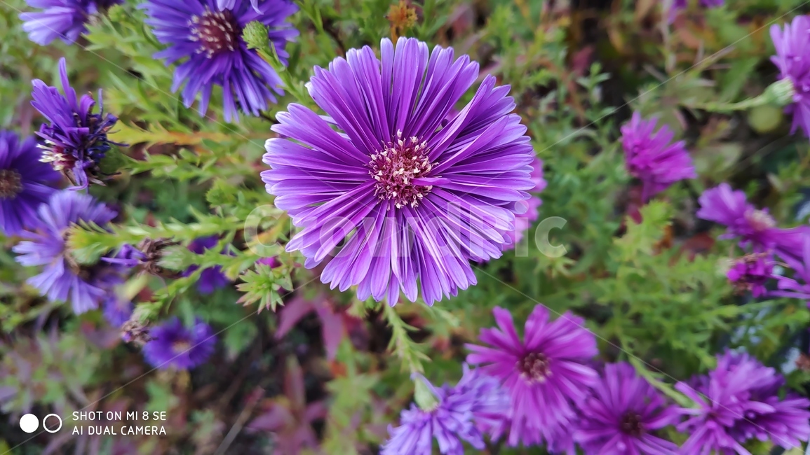 꽃,flower,식물,국화과,asteraceae,plant,봄,봄꽃,보라색,식물,자연,plants,nature,꽃,flower