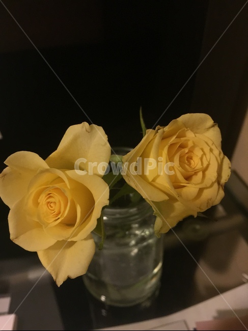 flower,yellow,rose,로즈,꽃,아름다운,실내용화초,화분,화초,house plant