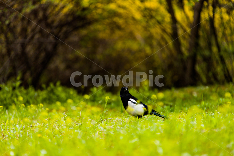 봄,새,까치,수목원,들,봄,계절,spring,season,동물,animal,조류,새,birds,bird