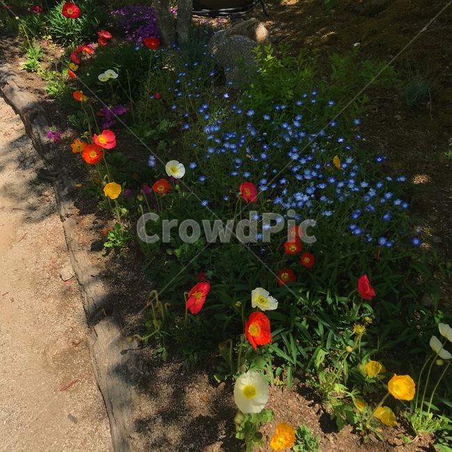 ground,바닥,plant,식물,leaf,잎,꽃