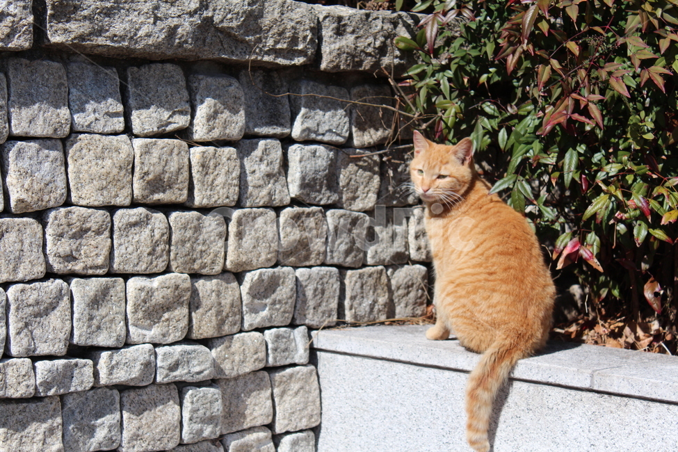 고양이,길고양이,야옹이,동물,돌담,동물,animal,포유류,mammal,고양이,cat,kitten,kitty