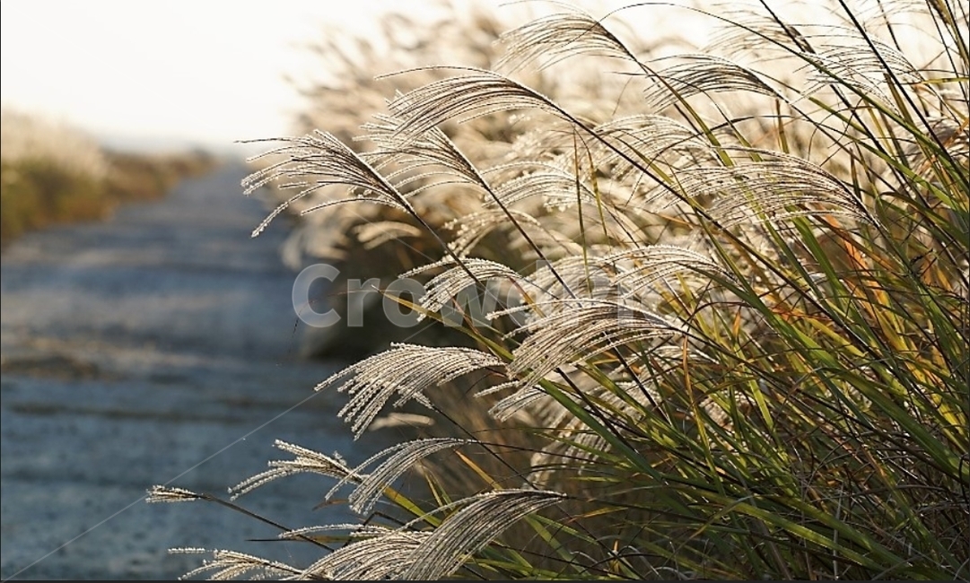 가을,억새,바람,자연,식물,단풍,감성,계절,가을,계절,fall,autumn,season,plant,grass,잔디,lawn,reed,갈대