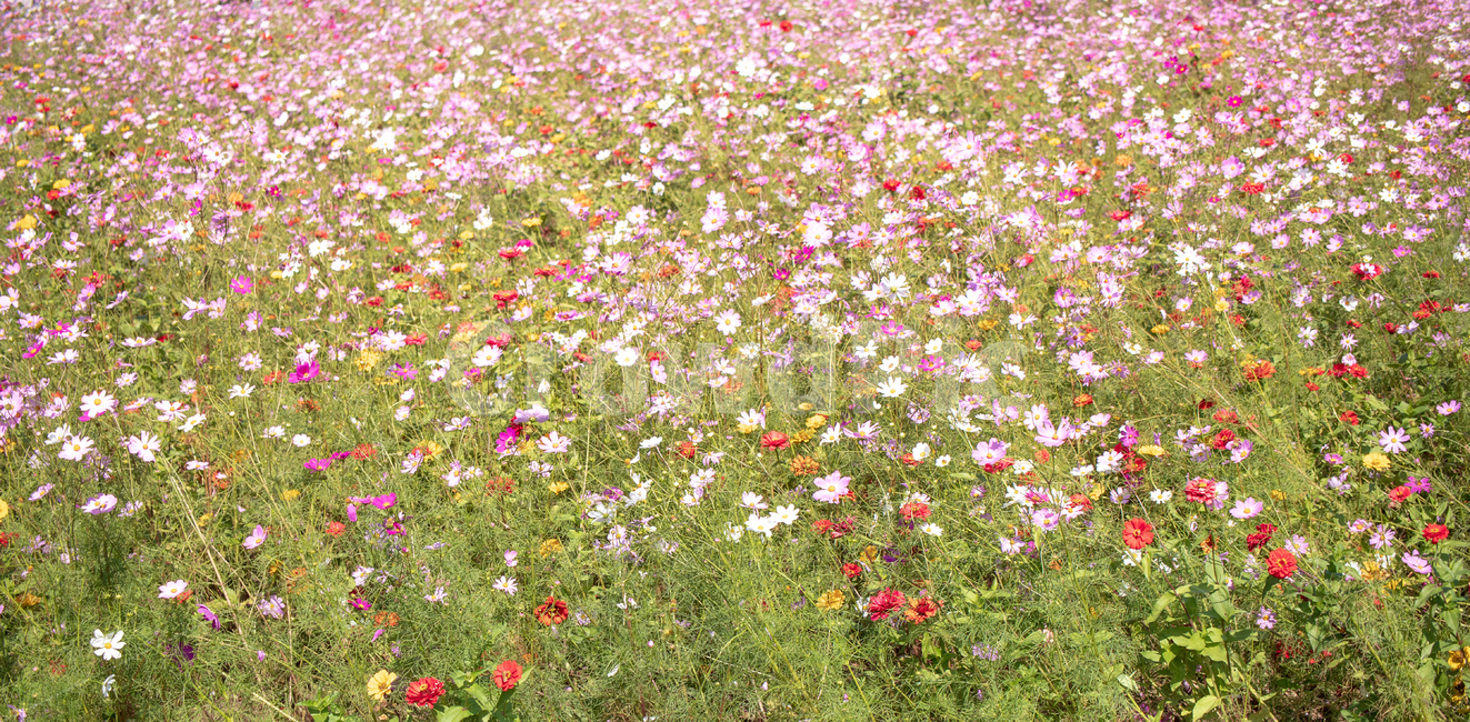 코스모스,자연,풍경,가을,꽃,아름다운,식물,식물,자연,plants,nature,꽃,flower