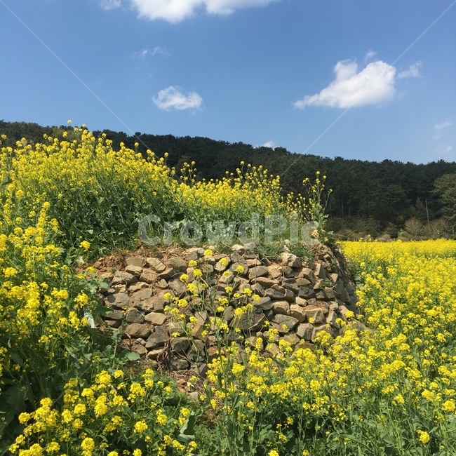유채꽃,자연,돌담,노랑색,봄,풍경,풀