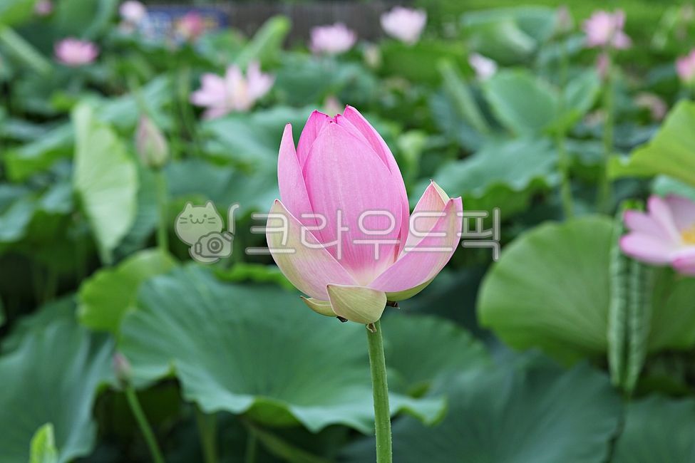 연꽃테마파크,연꽃,연잎,잎,꽃,수생식물,식물,자연,공원,개화,야외