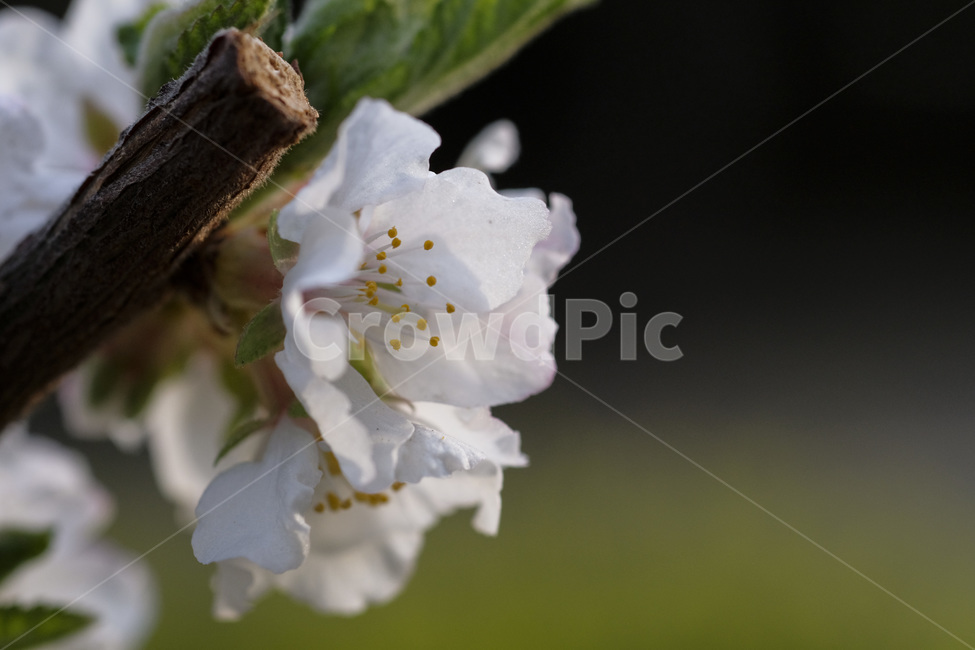 봄,벚꽃,봄꽃,꽃놀이,배경,봄,계절,spring,season,plant,식물