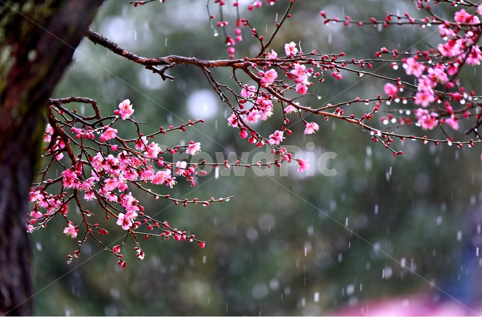 매화,홍매화,눈비,비,봄,계절,plant,식물,blossom,flower,꽃,봄,계절,spring,season