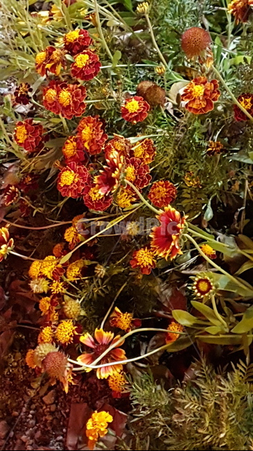 가을,가을꽃,꽃,둥근꽃,천인국,식물,자연,plants,nature,꽃,flower