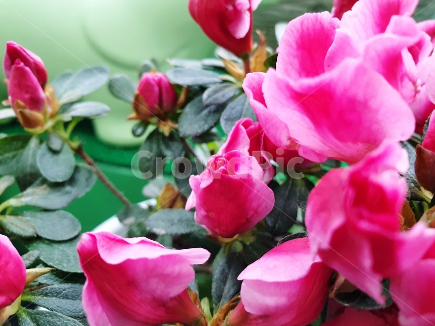불꽃,꽃봉오리,붉은색,꽃,식물,flower,plants