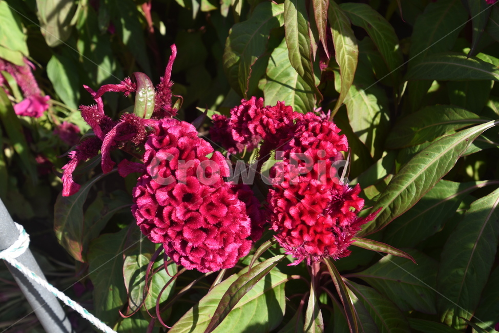plant,식물,꽃,flower,맨드라미,식물,자연,plants,nature,꽃,flower