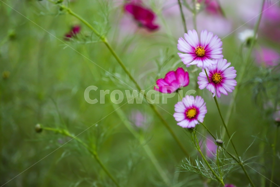 코스모스,코스모스꽃,야생화,가을꽃,가을향기,꽃밭,분홍꽃,flower,cosmos,fall,autumn,가을,계절,fall,autumn,season,식물,자연,plants,nature,꽃,flower,plant,blossom,geranium,제라늄,petal,꽃잎