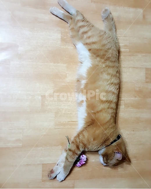 고양이,반려묘,야옹야옹,잠자는,꽃냥,동물,animal,포유류,mammal,고양이,cat,kitten,kitty