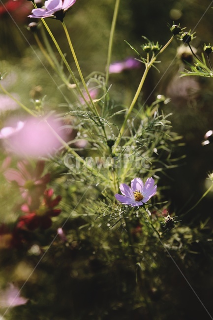 코스모스,cosmos,꽃,flower,green,garden,가을,계절,fall,autumn,season,식물,자연,plants,nature,꽃,flower,plant