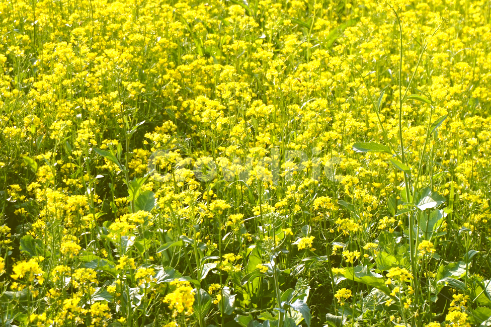 유채꽃,꽃,노랑,자연,봄,꽃밭,flower,노란꽃,yellow,식물,자연,plants,nature,꽃,flower