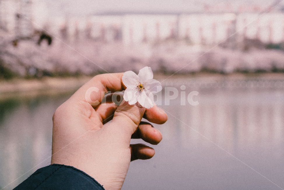 벚꽃,손,호수,봄,소풍,봄,계절,spring,season,꽃,flower,신체일부,몸,body,plant,식물