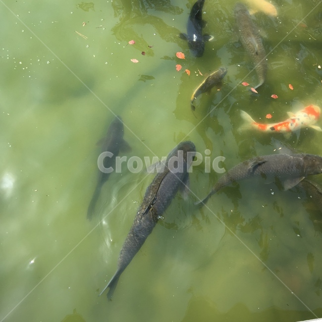 물고기,잉어,비단잉어,자연,어류,동물,animal,어류,물고기,fish