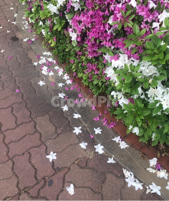꽃,식물,자연,flower,nature