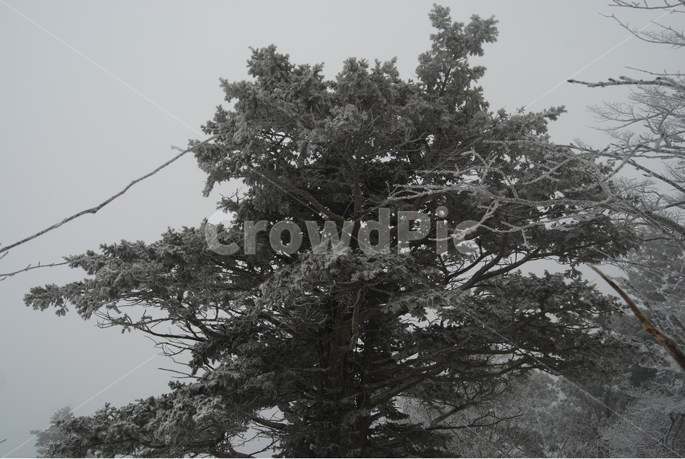 등산,계방산,힐링,자연,겨울,겨울산행,감성,풍경,계절,겨울이미지,겨울,계절,winter,season,식물,자연,plants,nature,나무,trees,wood
